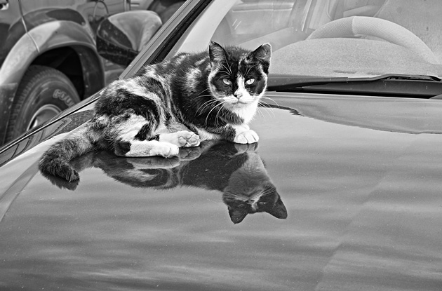 A feral cat that calls the car park home seeks warm from a parked car