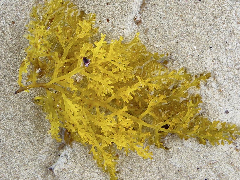 seaweed yellow macro